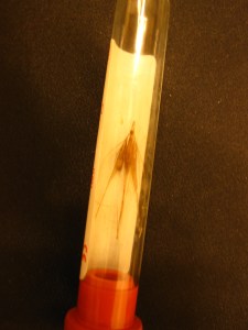 The Horrible Foxtail