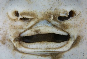 A face in the sand...