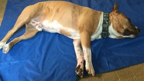 bully stick hangover