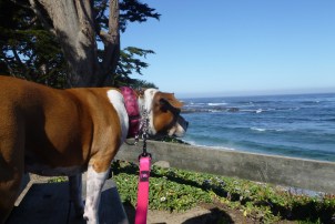 contemplating the sea