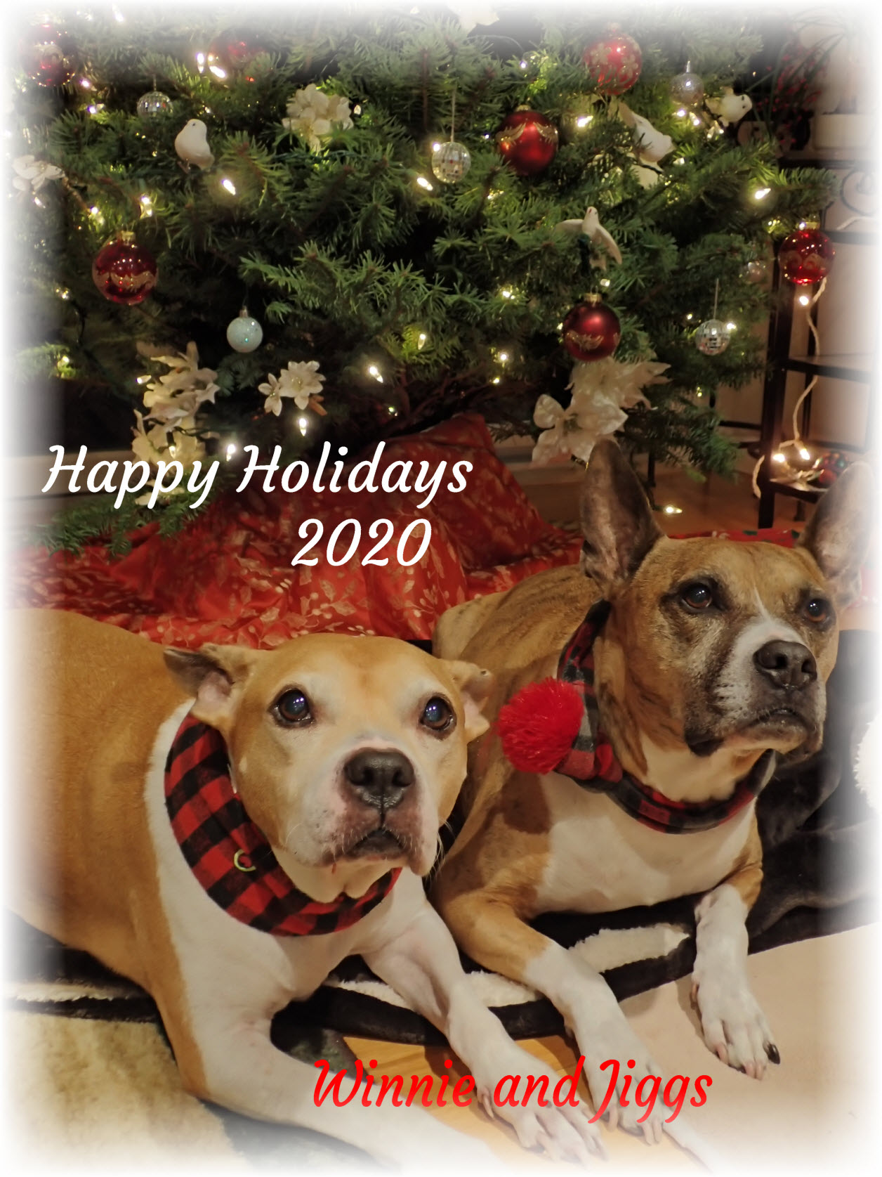 win and jiggs 2020 small